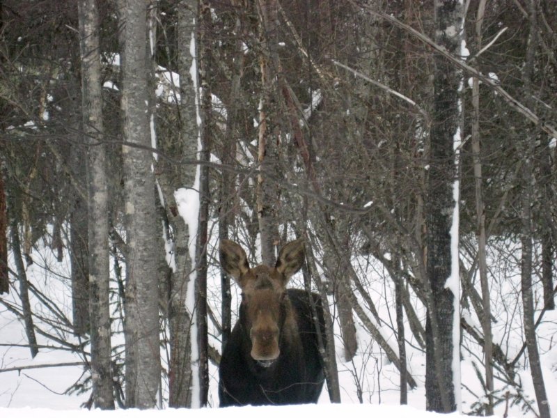 alaska28.jpg