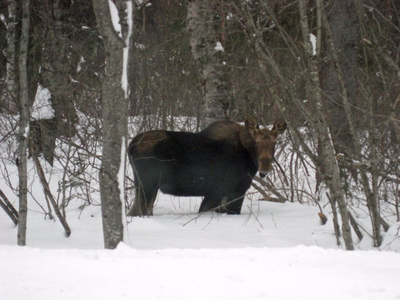 alaska31.jpg