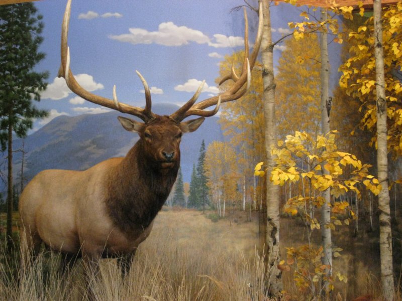 montana_0072.jpg